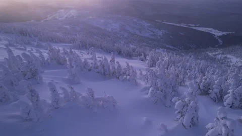 Snow-covered trees in mountains at dawn. Drone flight in winter Stock Footage 230649256