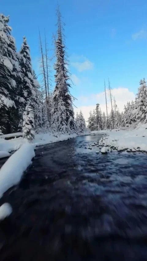 Snow covered trees in the mountains Stock Footage 273978807