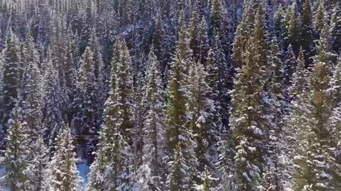 Snow covered trees in the mountains 動画素材 305702067
