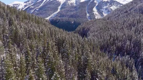 Snow covered trees in the mountains 動画素材 305702295