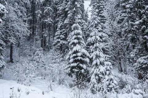 Snow covered trees in the mountains Stock Photos