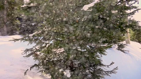 Snow covered trees in the mountains at sunset Stock Footage 152611065