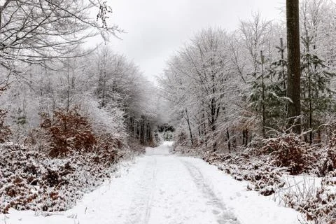 Snow covered trees next to forest road Фото