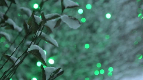 Snow covered trees at night Stock Footage 145567315