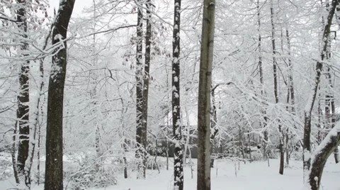 Snow Covered Trees Panning Shot 스톡 동영상 33374218