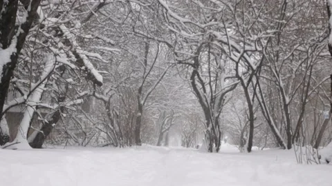Snow covered trees in the park in winter Stock Footage 165100448