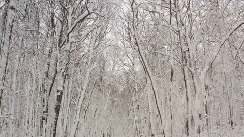 Snow-covered trees in park. Winter background. Video stock 168841660