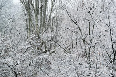 Snow covered trees Stock Photos