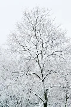 Snow covered trees Stock Photos