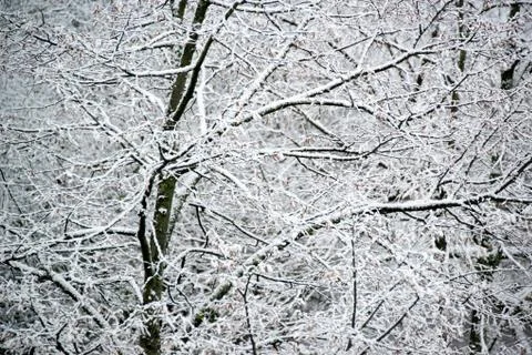 Snow covered trees Stock Photos