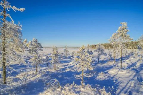 Snow-covered trees Stock Photos