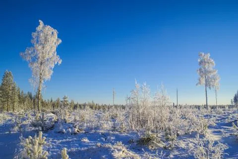 Snow-covered trees Stock Photos