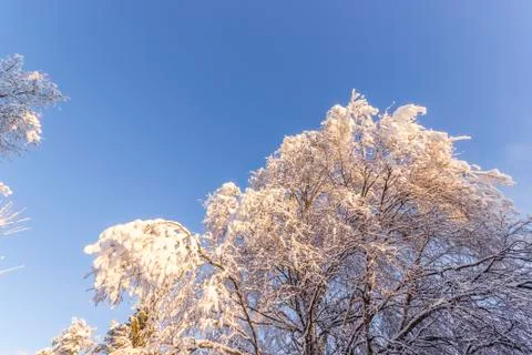 Snow covered trees Stock-Fotos