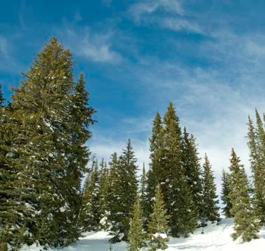 Snow covered trees Stock Photos