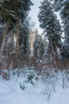 Snow covered trees Stock Photos