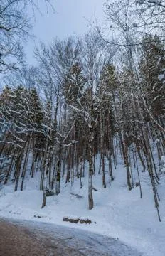 Snow covered trees Stock Photos