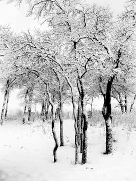 Snow-covered Trees Stock Photos