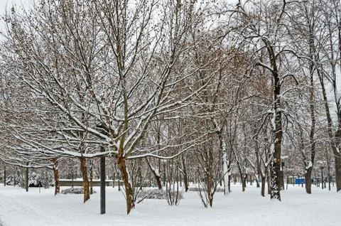 Snow-covered trees Stock Photos