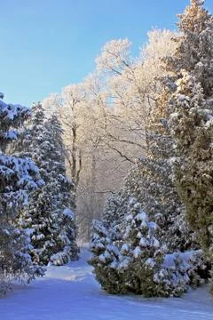 Snow-covered trees Stock Photos