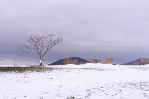  Snow covered trees Foto stock