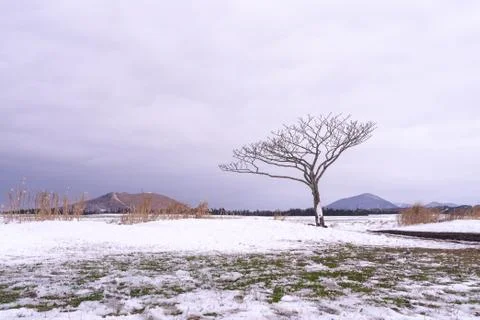  Snow covered trees Stock Photos
