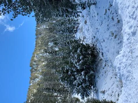 Snow covered trees Stock Photos