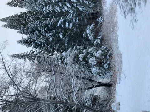 Snow covered trees Stock Photos