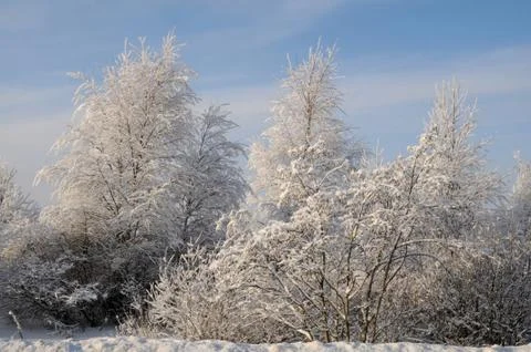 Snow covered trees Stock Photos