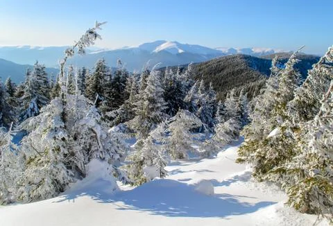 Snow covered trees Stock Photos