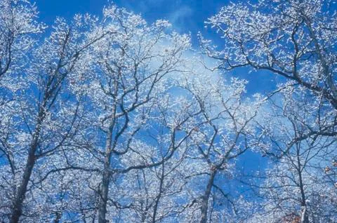 Snow Covered Trees Stock Photos