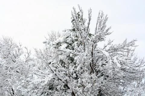 Snow covered trees Stock Photos