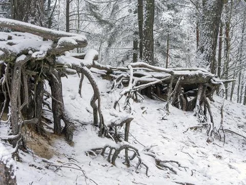 Snow Covered Trees Stock Photos