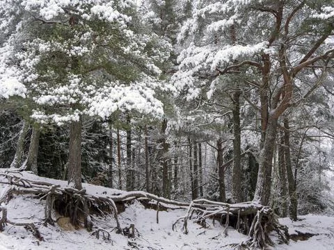Snow Covered Trees Stock Photos