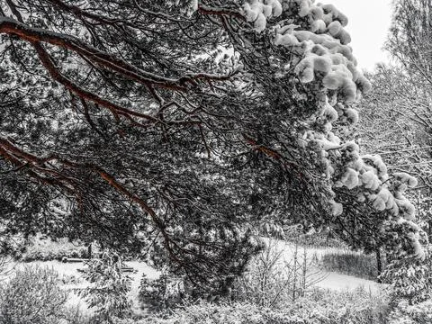 Snow Covered Trees Stock Photos