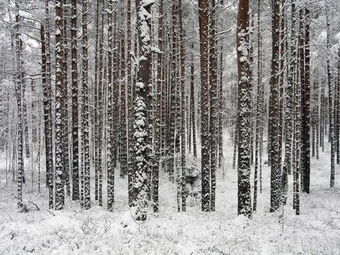 Snow Covered Trees Stock Photos