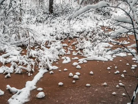 Snow Covered Trees Stock Photos