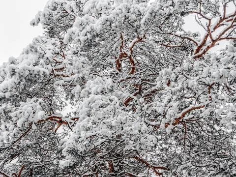 Snow Covered Trees Stock Photos