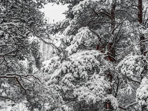 Snow Covered Trees Stock Photos