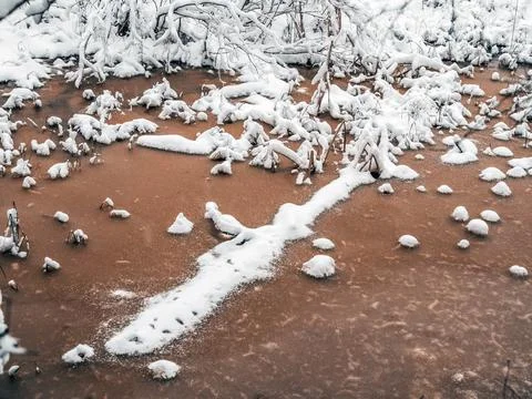 Snow Covered Trees Stock Photos