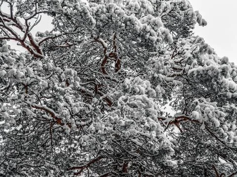 Snow Covered Trees Stock Photos