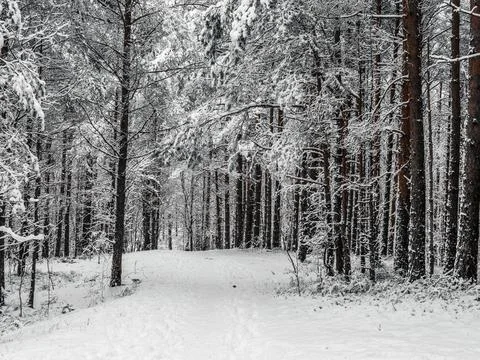 Snow Covered Trees Stock Photos