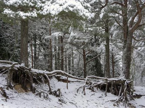 Snow Covered Trees Stock Photos