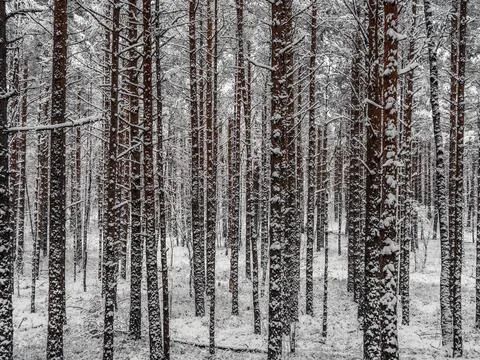 Snow Covered Trees Stock Photos