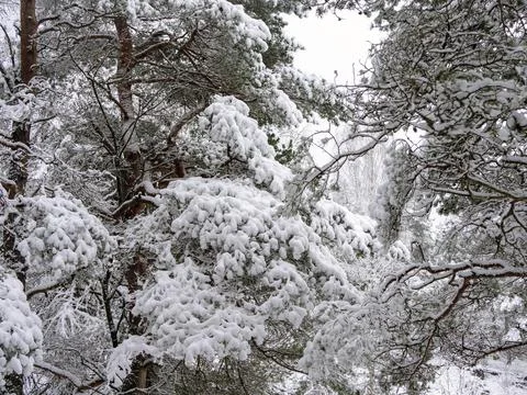 Snow Covered Trees Stock Photos
