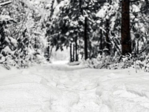 Snow Covered Trees Stock Photos