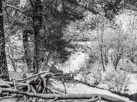 Snow Covered Trees Stock Photos
