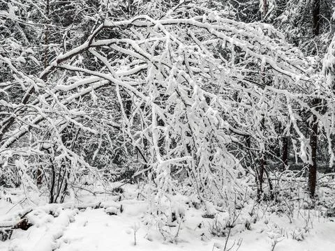 Snow Covered Trees Stock Photos
