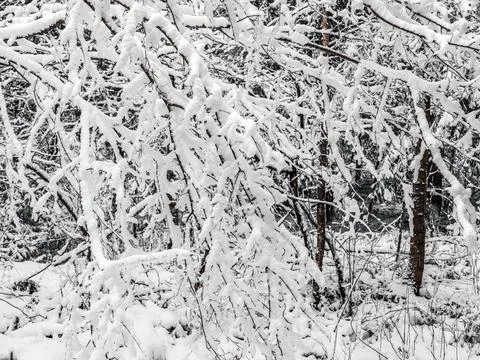 Snow Covered Trees Stock Photos