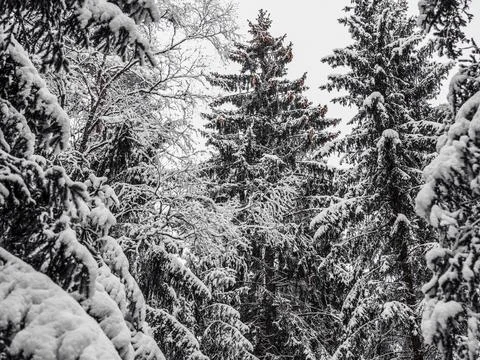 Snow Covered Trees Stock Photos