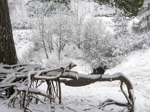 Snow Covered Trees Stock Photos